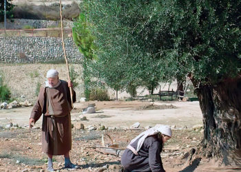 En medio de la crisis económica: Israel abre la frontera para que los aldeanos libaneses recojan aceitunas