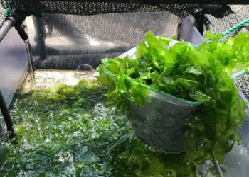 Las algas podrían salvar a la humanidad del COVID: científicos israelíes
