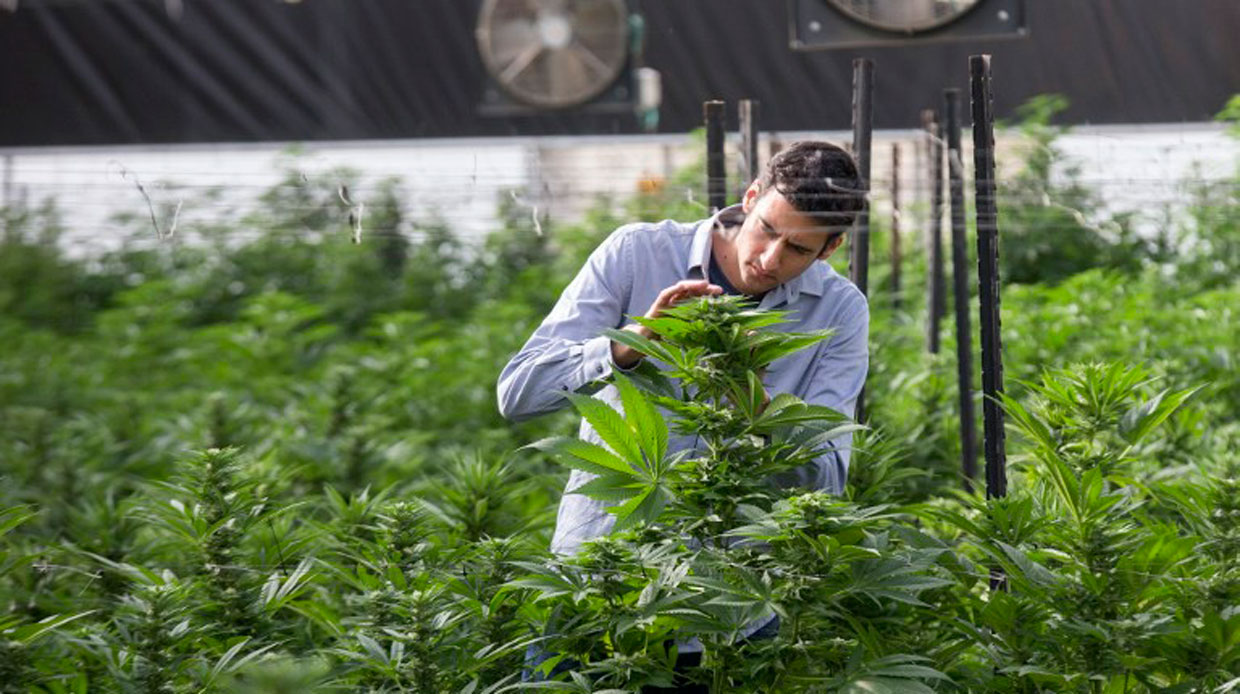 El presidente colombiano recurre a Israel para impulsar la industria del cannabis medicinal