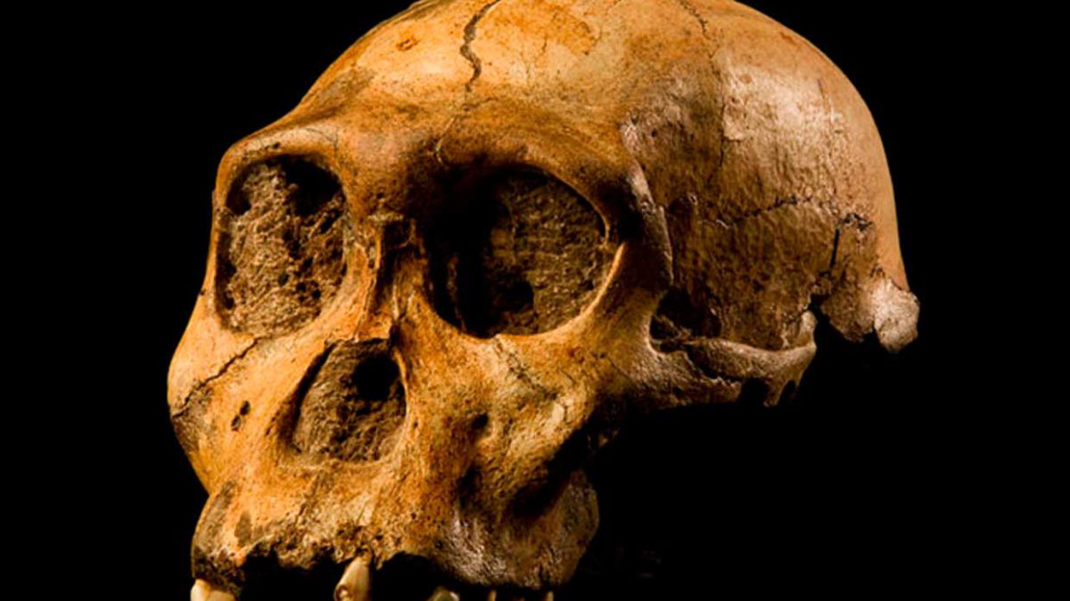 Huesos de hace 2 millones de años arrojan luz sobre el bipedismo humano