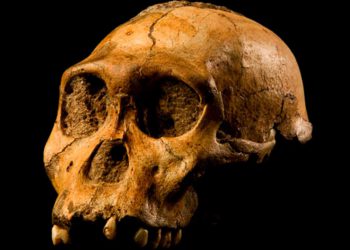 Huesos de hace 2 millones de años arrojan luz sobre el bipedismo humano