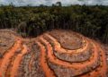 Más de 100 países, incluido Israel, se comprometen a detener la deforestación