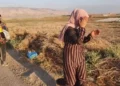 Detenido el ladrón árabe del Valle del Jordán: 2 meses después de que la policía lo dejara libre