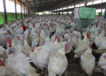 Se reportan casos de gripe aviar en dos granjas de Israel