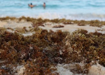Científicos israelíes crean corrientes eléctricas a partir de algas marinas