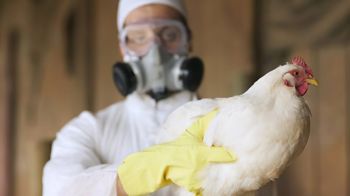 Gripe aviar: Israel considera finalizar la temporada de caza para evitar la transmisión humana