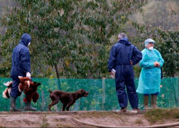 Detectan un brote de gripe aviar en el norte de Israel
