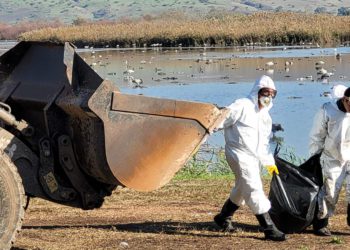 La gripe aviar que mata aves en Israel podría saltar a los humanos