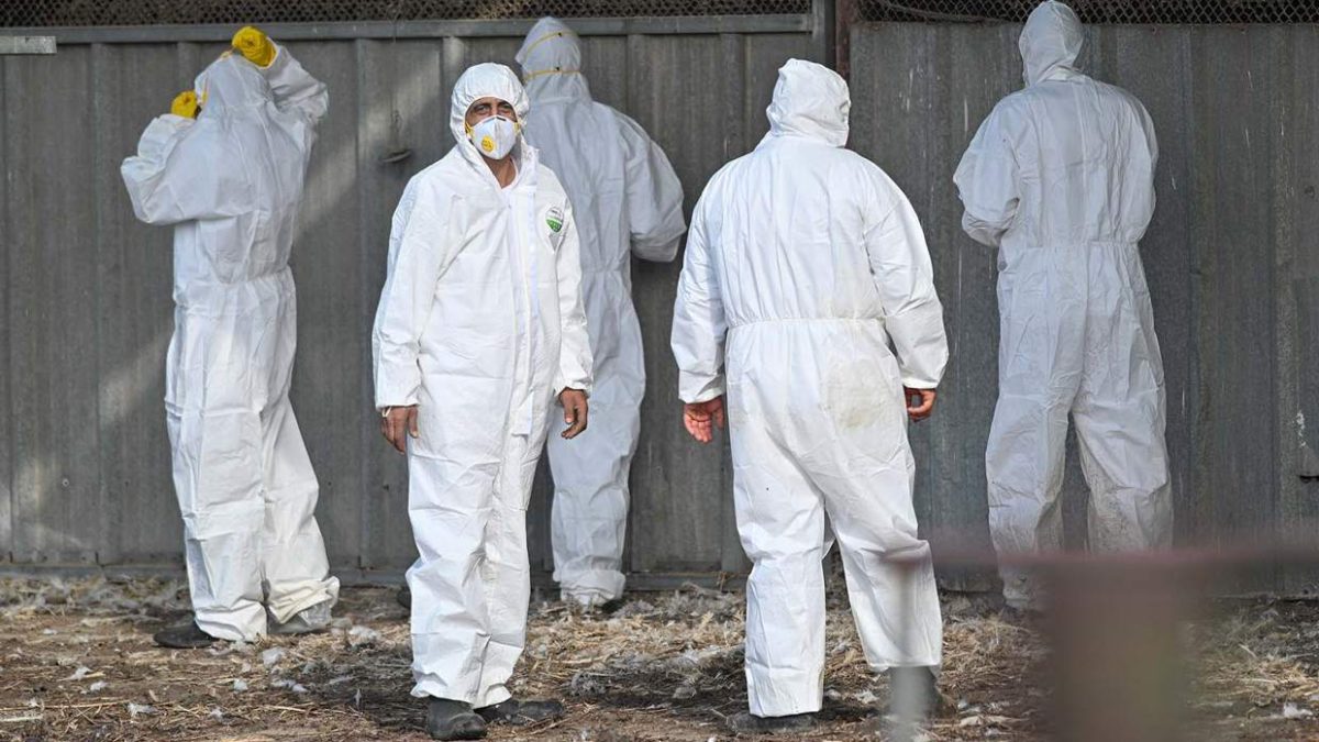 El brote de gripe aviar se extiende a una granja ecológica del norte de Israel