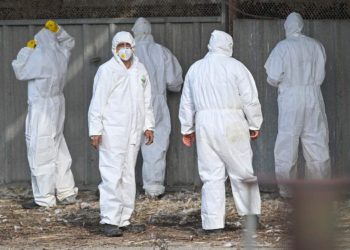 El brote de gripe aviar se extiende a una granja ecológica del norte de Israel