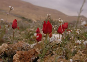 El desierto del Néguev de Israel figurará en el primer “mapa mundial de hongos”