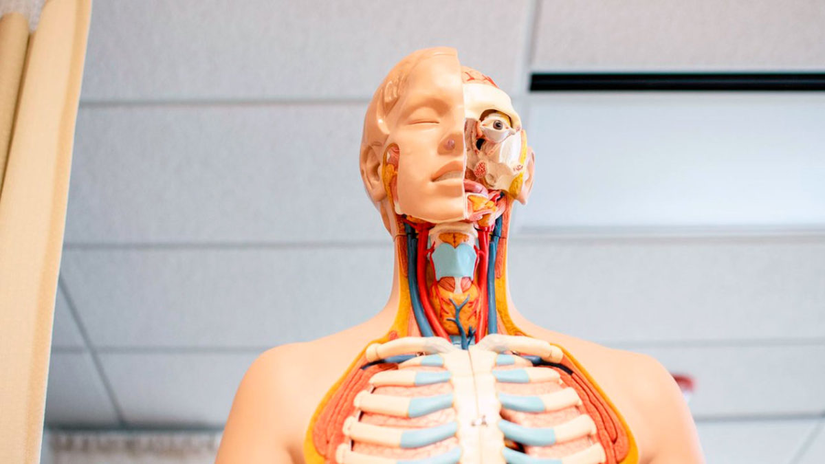 Los científicos descubren una nueva parte del cuerpo humano