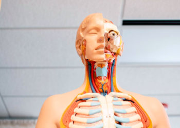 Los científicos descubren una nueva parte del cuerpo humano