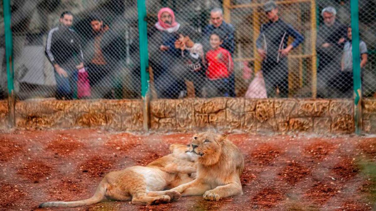 La región de Idlib afectada por la guerra abre su primer zoológico