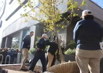 Un árbol que sobrevivió al Holocausto cobra nueva vida en Nueva York