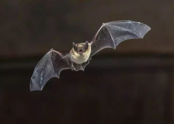 Científicos israelíes descubren cómo las madres murciélago enseñan a las crías a orientarse