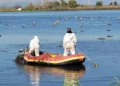 Limpieza de grullas muertas por la gripe aviar en Israel