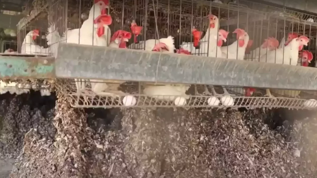 Miles de pollos sacrificados en Israel por la propagación de la gripe aviar