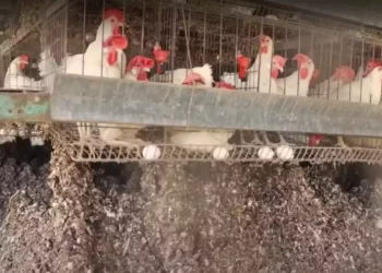 Miles de pollos sacrificados en Israel por la propagación de la gripe aviar