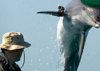 ¿Delfines sionistas asesinos? Hamás afirma que existen