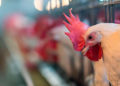 ¿Podría la gripe aviar ser la próxima gran crisis sanitaria de Israel?