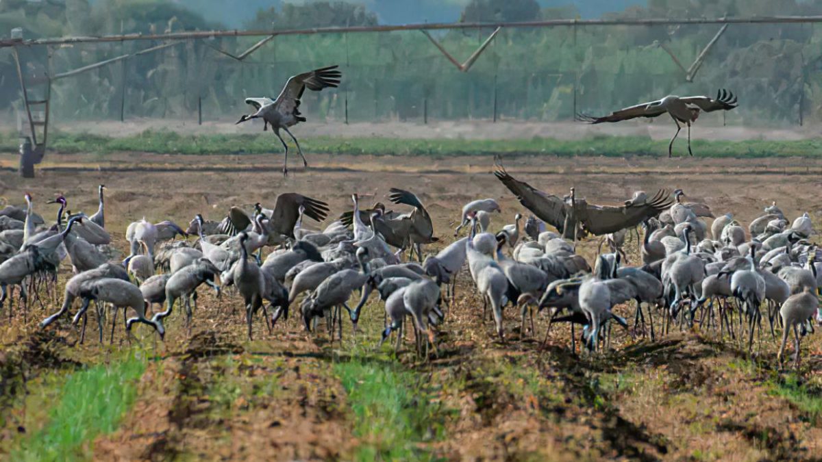 Gripe aviar en Israel: Más de un millón de aves de corral están infectadas