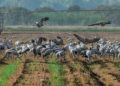 Gripe aviar en Israel: Más de un millón de aves de corral están infectadas