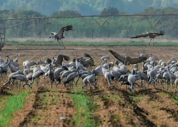 Gripe aviar en Israel: Más de un millón de aves de corral están infectadas