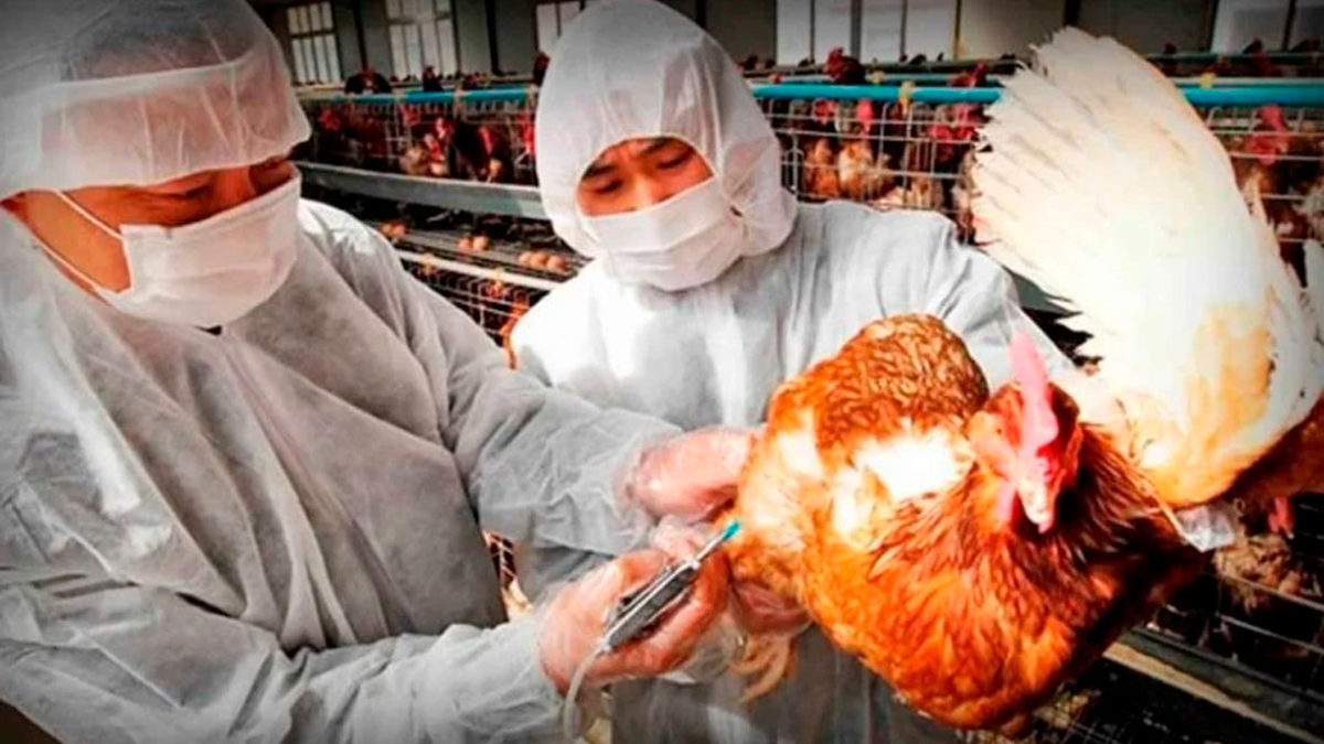 China registra cinco casos humanos de gripe aviar H5N6