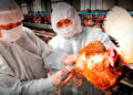China registra cinco casos humanos de gripe aviar H5N6