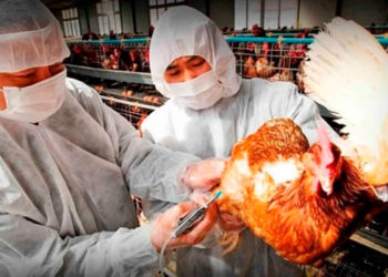 China registra cinco casos humanos de gripe aviar H5N6