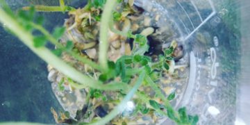 Hummus espacial: Científicos israelíes cultivarán garbanzos en la Estación Espacial