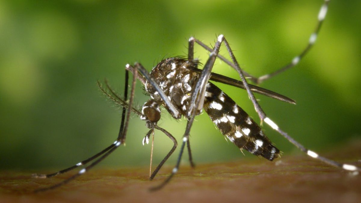 ¿Puede Israel acabar con los mosquitos? Una startup está trabajando en ello