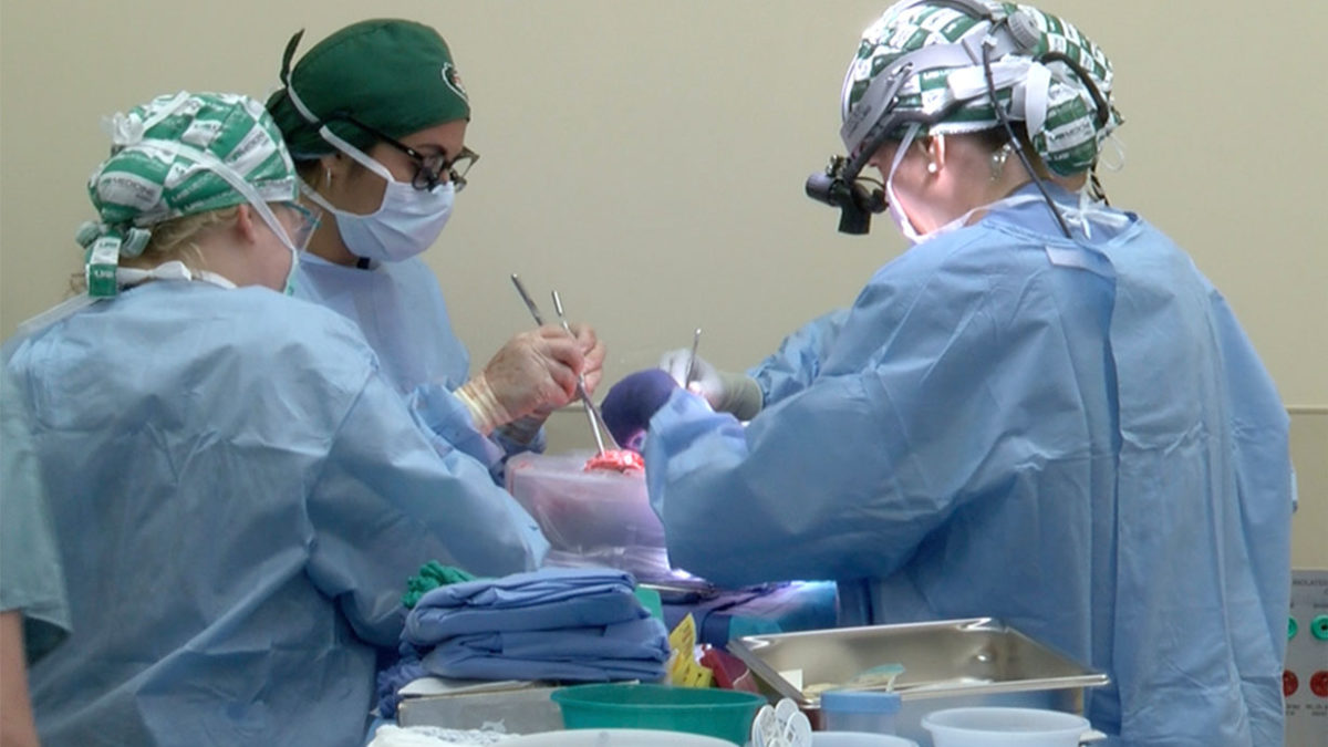 Cirujanos trasplanta con éxito dos riñones de cerdo a un humano