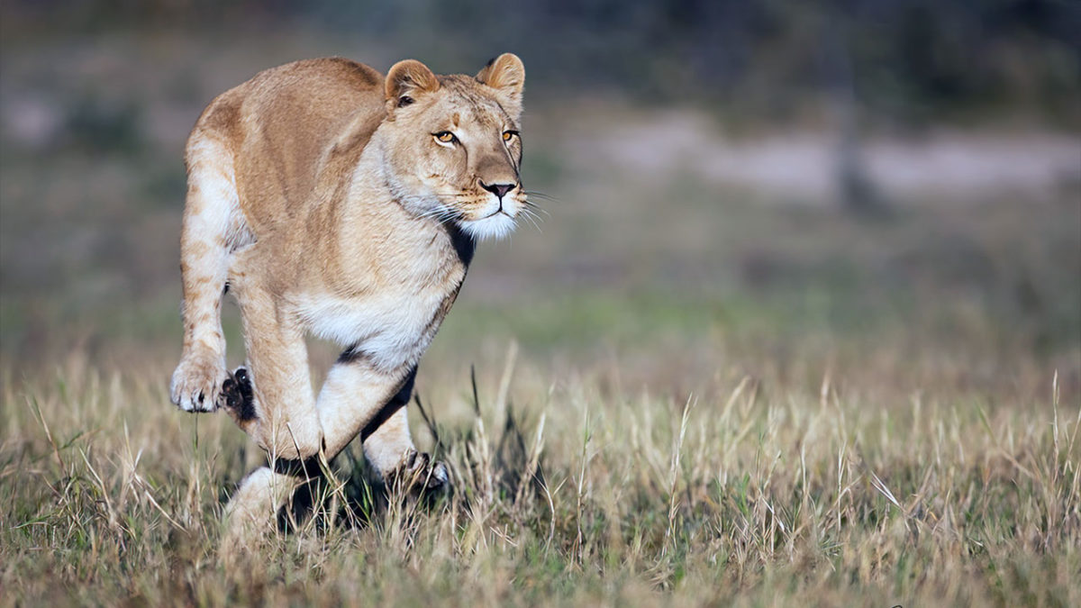 Una leona se escapa del zoo de Irán con su compañero tras matar a su cuidador