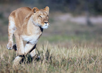 Una leona se escapa del zoo de Irán con su compañero tras matar a su cuidador