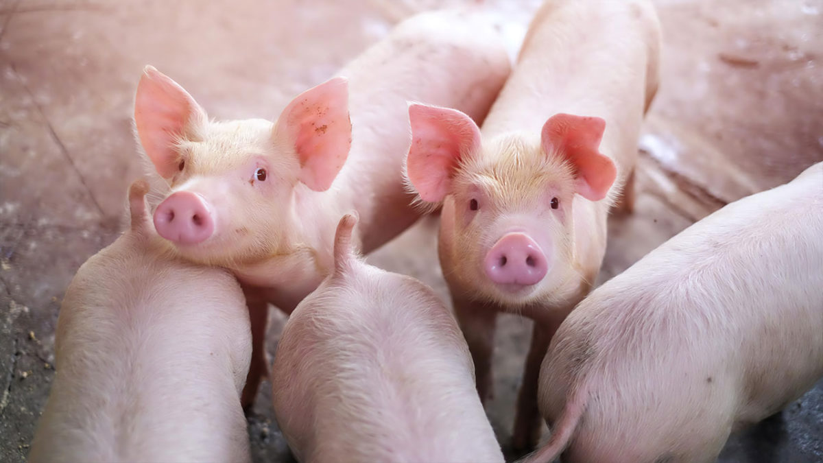 ¿Permite el judaísmo los trasplantes de órganos de cerdos a humanos?