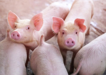 ¿Permite el judaísmo los trasplantes de órganos de cerdos a humanos?