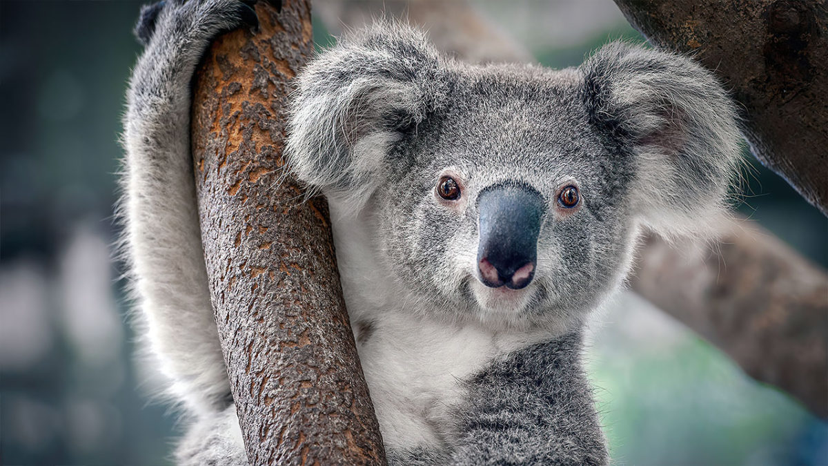 Los koalas son declarados en peligro de extinción en el este de Australia