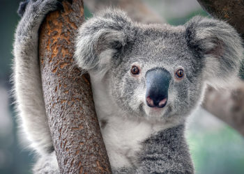 Los koalas son declarados en peligro de extinción en el este de Australia
