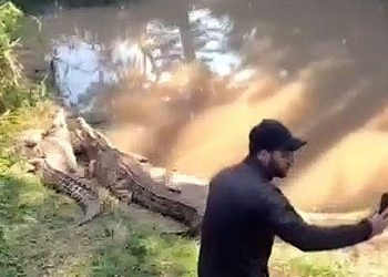 Hombre ingresa al recinto de cocodrilos en Ramat Gan: en busca de un selfi