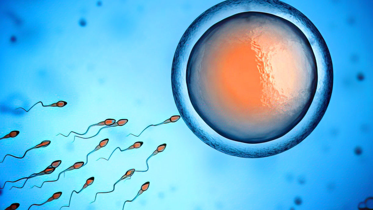 Laboratorio israelí rejuvenecerse óvulos humanos al final de su edad fértil