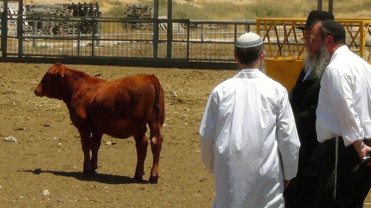 Rabino se prepara para la ceremonia bíblica “perdida” de la vaca roja