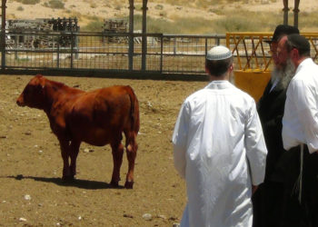 Rabino se prepara para la ceremonia bíblica “perdida” de la vaca roja