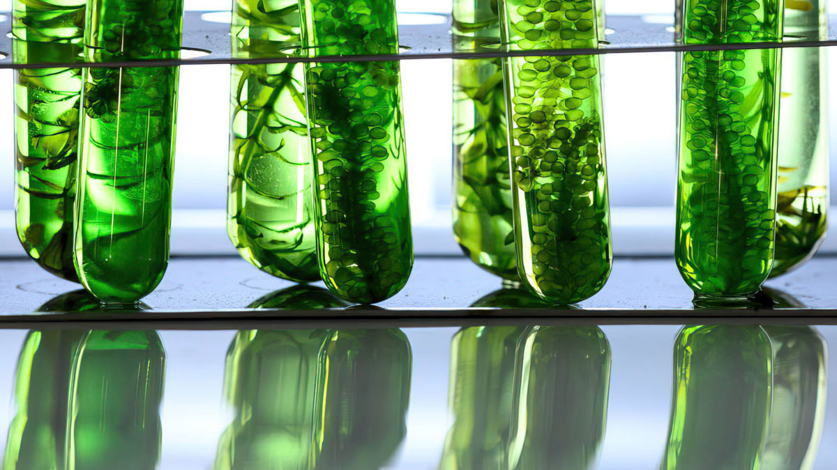 Las microalgas pueden utilizarse para producir combustible ecológico, según un estudio israelí
