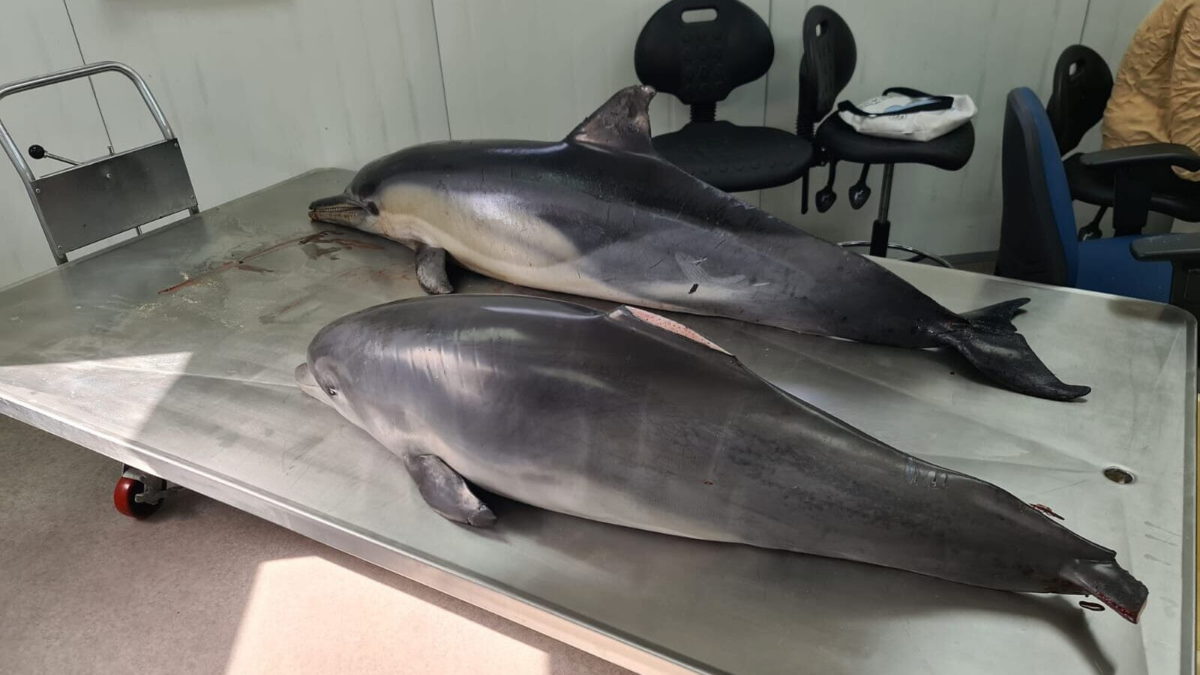 Dos delfines muertos encontrados en la costa mediterránea de Israel esperan la autopsia en el Centro Morris Kahn de Investigación Marina, el 6 de abril de 2021. (Dr. Aviad Sheinin)
