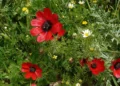 Las flores silvestres de primavera se retrasan este año en Israel