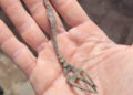 Una niña encuentra un tenedor de hace 1.500 años cerca del Mar de Galilea