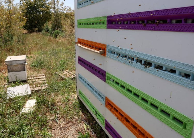 Colmenas robotizadas del kibutz israelí esperan mantener el zumbido de las abejas