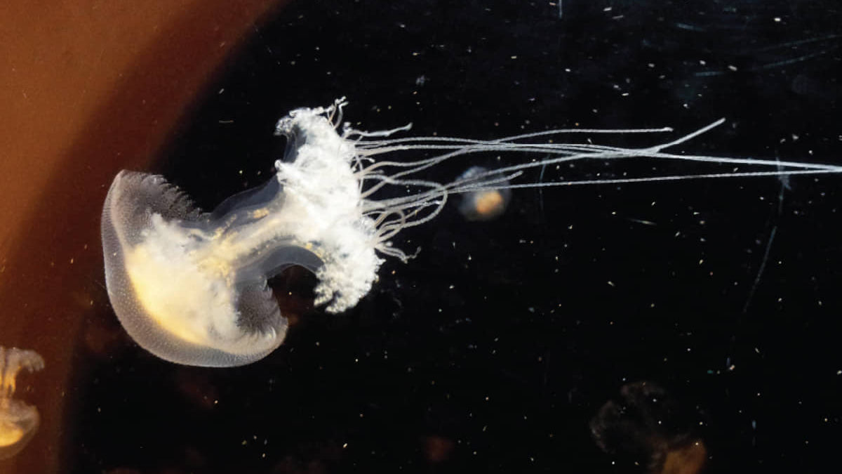 Un nuevo estudio descubre de dónde proceden las medusas de Israel